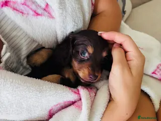 Miniature Dachshund dogs True miniature dachshund - Advert 1