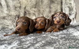 Miniature Dachshund dogs for sale: ⭐️ long haired minature dachshunds ⭐️ - Image 11
