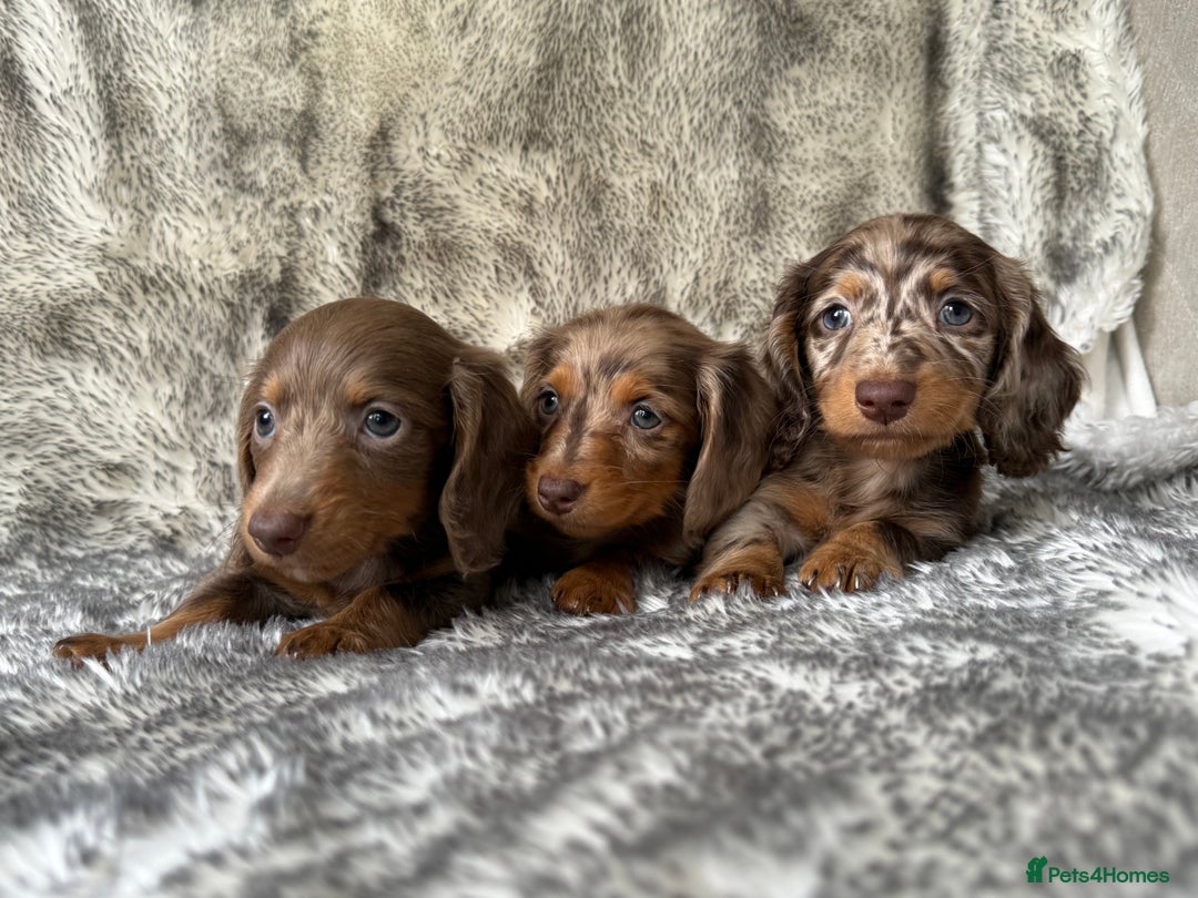 Miniature Dachshund dogs for sale: ⭐️ long haired minature dachshunds ⭐️ - Image 11