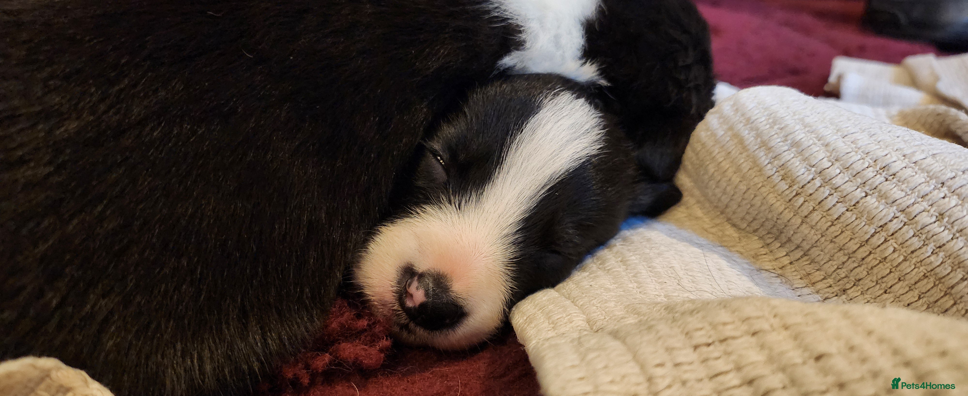 Border Collie dogs Beautiful Border Collie Puppies - Advert 8