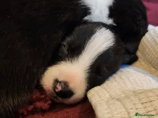 Border Collie dogs Beautiful Border Collie Puppies - Advert 3