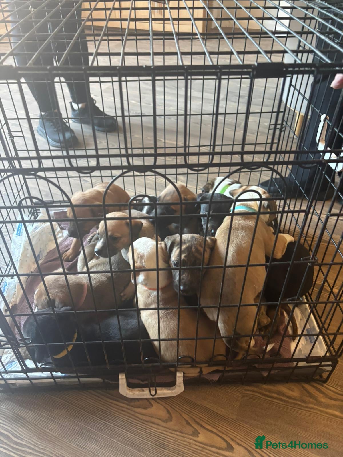 Mixed Breed dogs Staffy/saluki cross - Advert 1