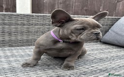 French Bulldog dogs for sale: French Bulldog Puppies with 3 Vaccines Included in Walton-on-Thames - Image 27