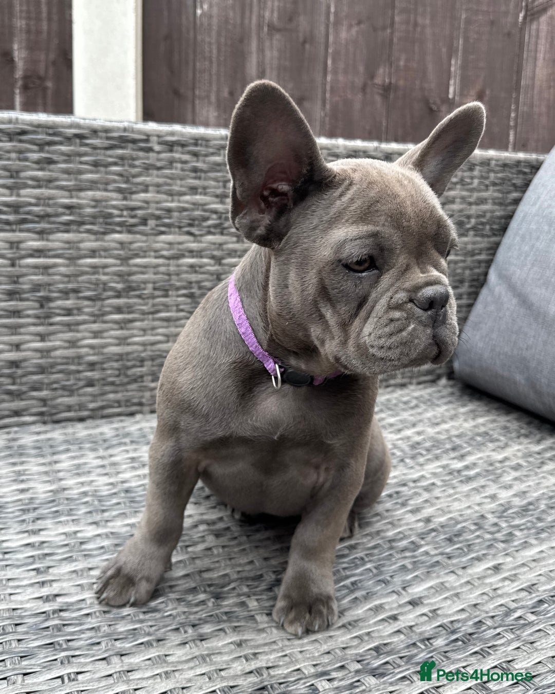 French Bulldog dogs for sale: French Bulldog Puppies with 3 Vaccines Included in Walton-on-Thames - Image 27