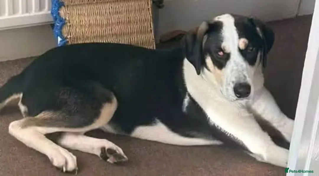 Mixed Breed dogs for adoption: Meet Calypso, currently residing in Harrow  in Harrow - Advert 2