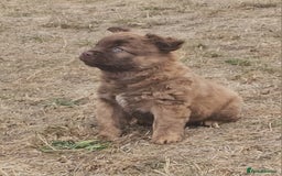 Mixed Breed dogs for sale: Chocolate frenchie X Chow carrying pink  - Image 31