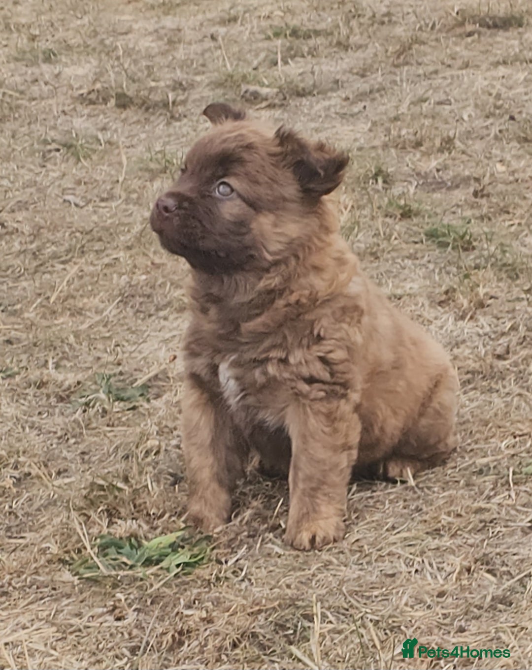 Mixed Breed dogs for sale: Chocolate frenchie X Chow carrying pink  - Image 31
