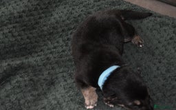 Shepsky dogs for sale: German shepherd x husky puppies - Image 7