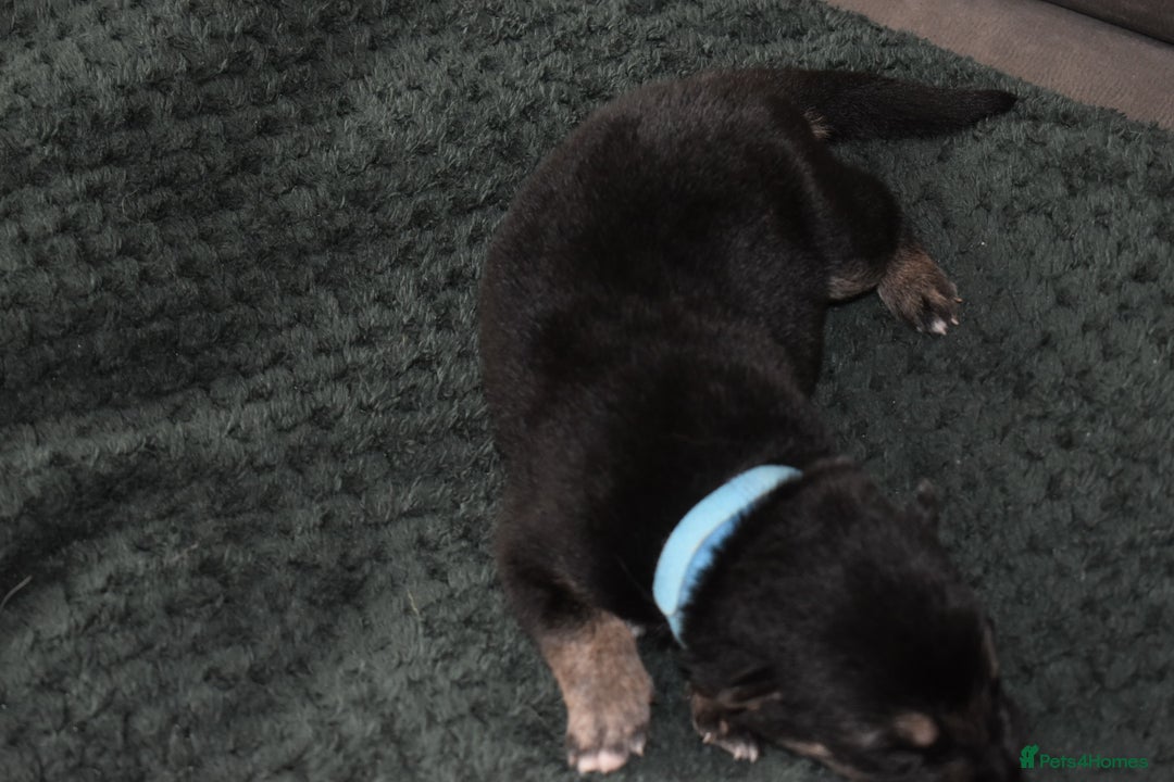 Shepsky dogs for sale: German shepherd x husky puppies - Image 7