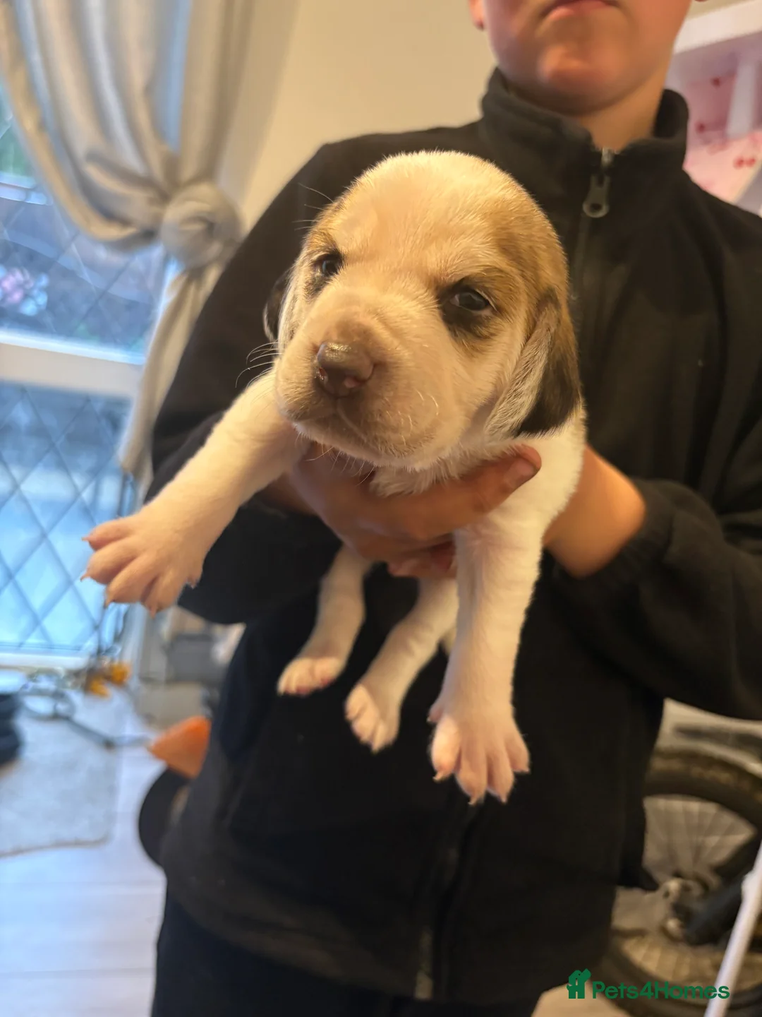 Beagle dogs for sale: Beagle pups in Bradford - Advert 2