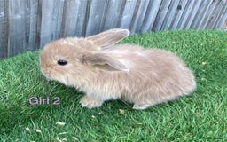 Mini Lion Lop rabbits for sale: Adorable Mini Lion Lops available for Loving Homes - Image 13