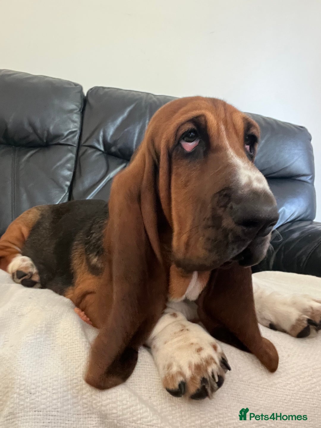 Basset Hound dogs for sale: 5 months old female basset hound - Image 5