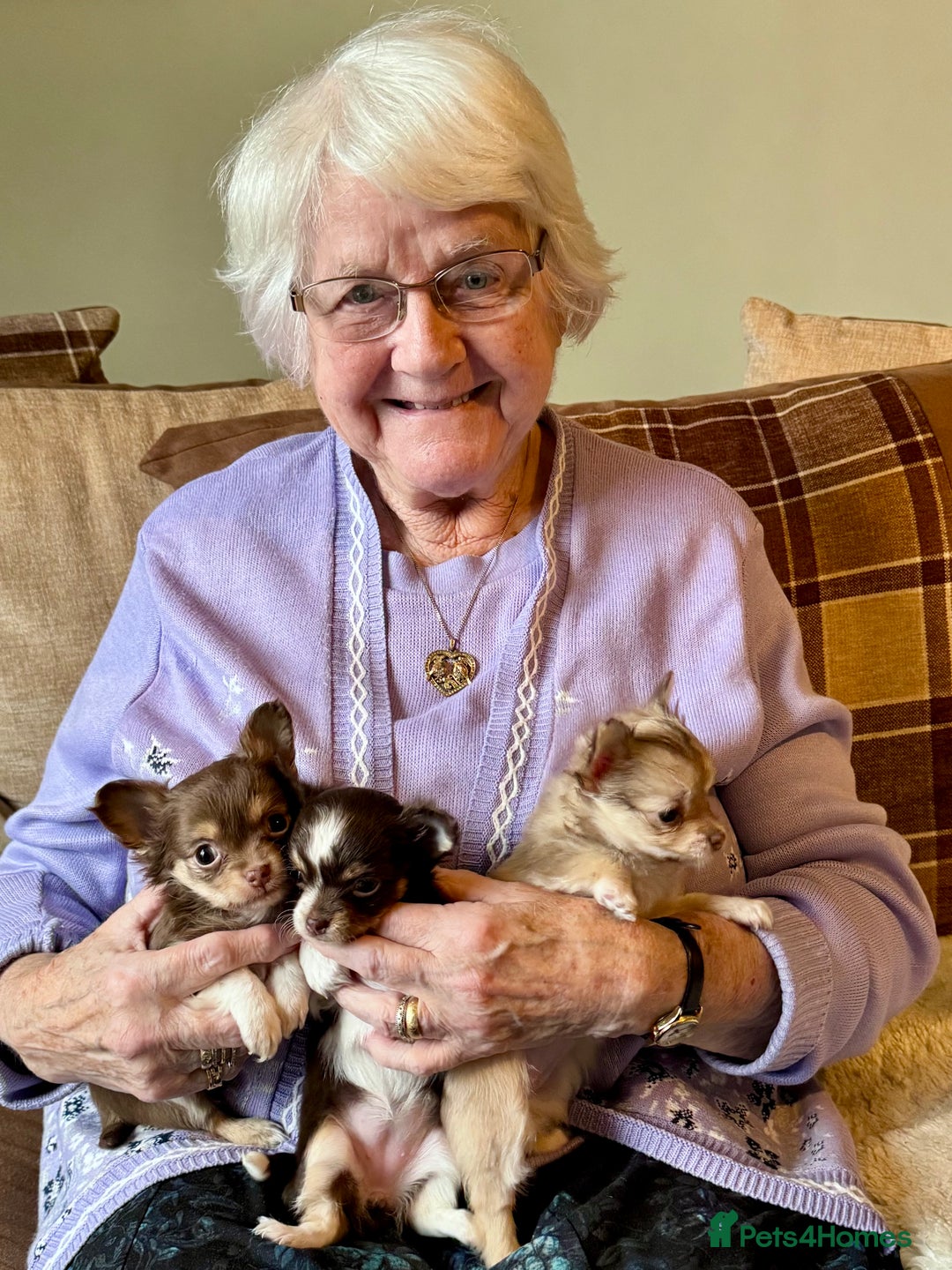 Chihuahua dogs for sale: 3 Long Haired  **  Chihuahua Puppies. 2xF, 1xM - Advert 8