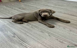 Labrador Retriever dogs for sale: Lab puppy - Image 2