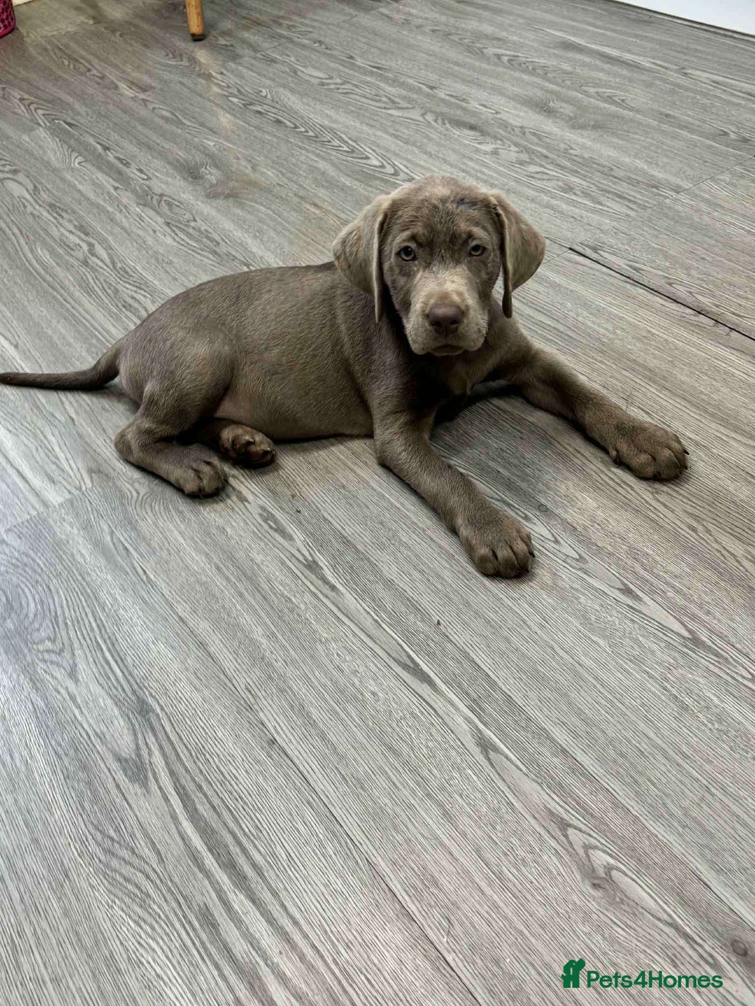 Labrador Retriever dogs for sale: Lab puppy - Image 2