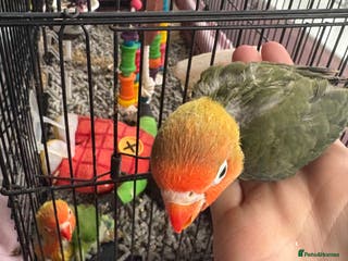 Lovebirds birds Tame Baby lovebirds - Advert 3