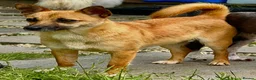 Miniature Pinscher dogs for adoption: Frankie – Female Miniature Pinscher - Advert 2