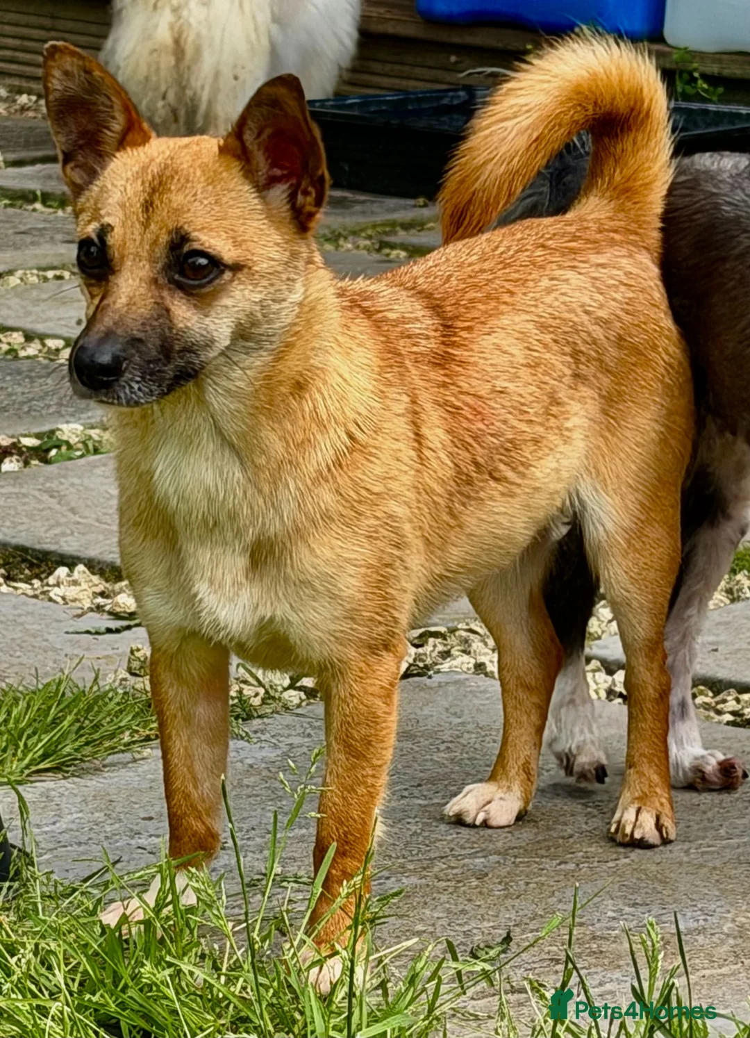 Miniature Pinscher dogs for adoption: Frankie – Female Miniature Pinscher - Advert 2