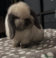 Mini Lop rabbits Vaccinated Purebred Minilops - Advert 2