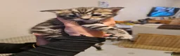Bengal cats for sale: Kittens x bengal READY TO LEAVE  - Advert 24
