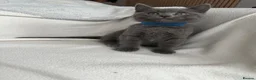 Mixed Breed cats for sale: British Shorthair& Russian Blue Kittens - Advert 3