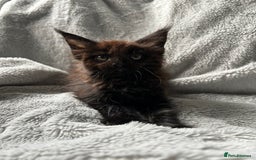 Maine Coon cats for sale: maine coon kitten  - Image 6