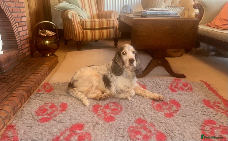 Cocker Spaniel dogs in Alston - Advert 18