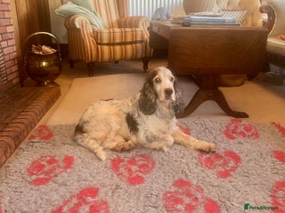 Cocker Spaniel dogs in Alston - Advert 16