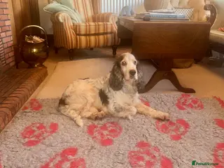 Cocker Spaniel dogs DNA health tested KCd cocker at stud in Alston - Advert 23