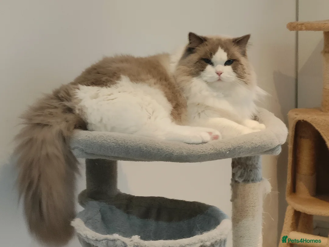 Ragdoll cats for stud: Tica registered lovely Bicolour boy for stud - Advert 2