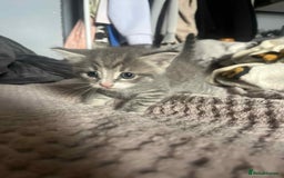 Mixed Breed cats for sale: Beautiful grey kittens - Image 25