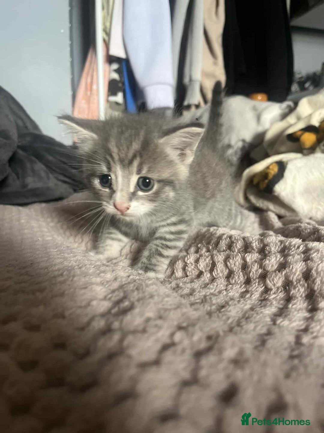 Mixed Breed cats for sale: Beautiful grey kittens - Image 25