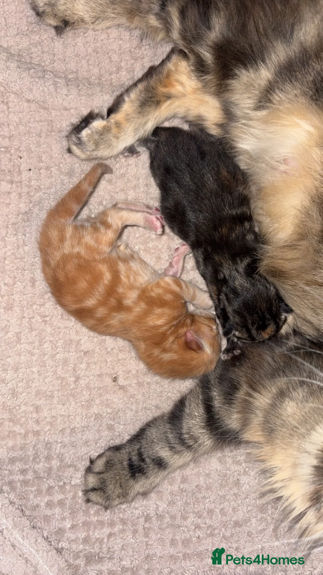 Mixed Breed cats for sale: Make ginger cat  - Advert 2