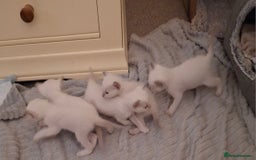 Ragamese cats for sale: Ragamese lilac kittens - Image 18
