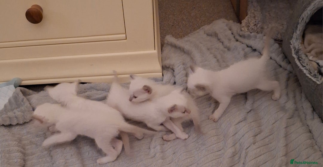 Ragamese cats for sale: Ragamese lilac kittens - Image 18