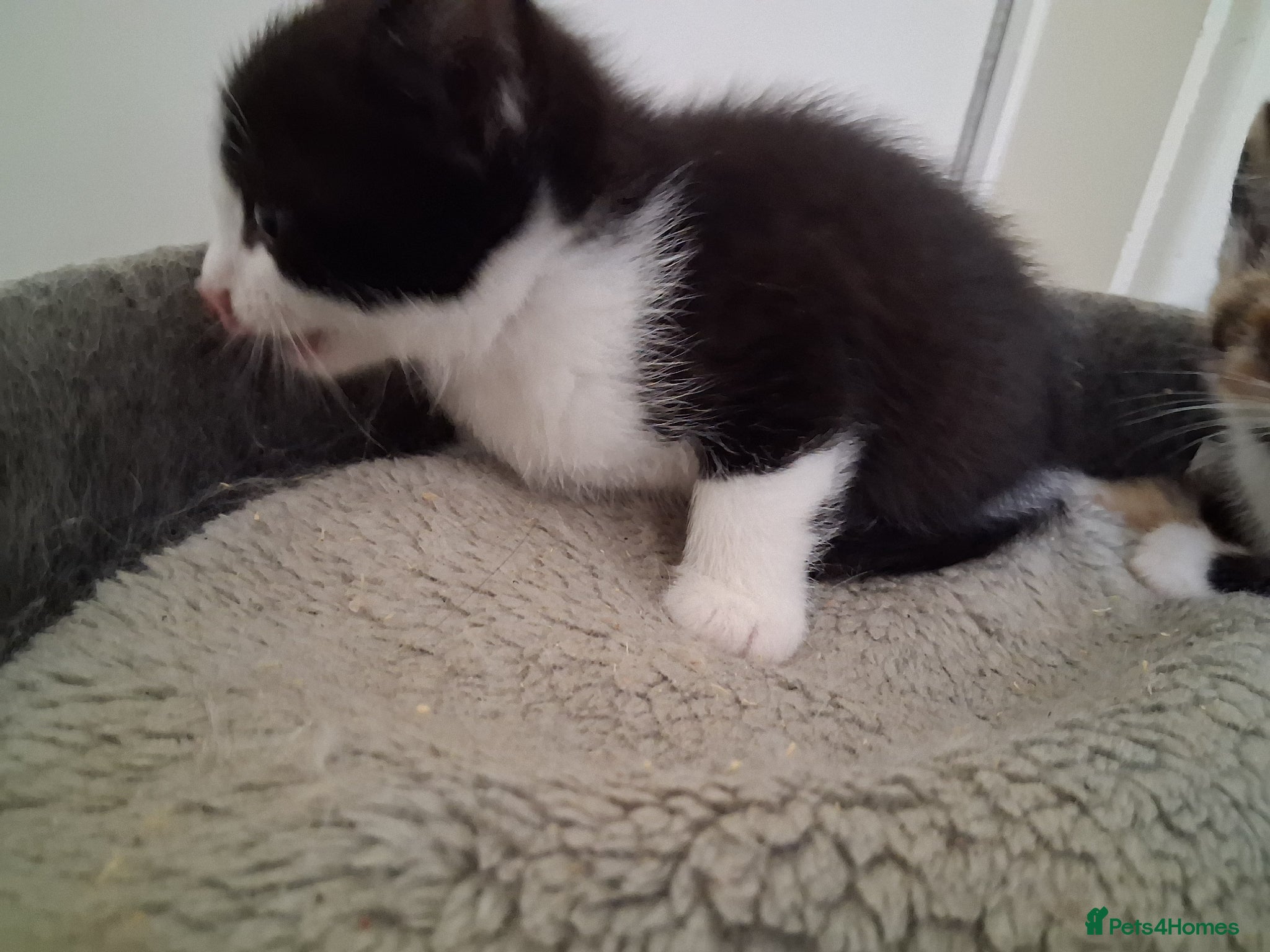 Domestic Shorthair cats for sale: 2 BEAUTIFUL KITTENS AND MUM AVAILABLE - Advert 11