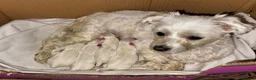 Maltese dogs for sale: Maltese Puppies - Advert 6