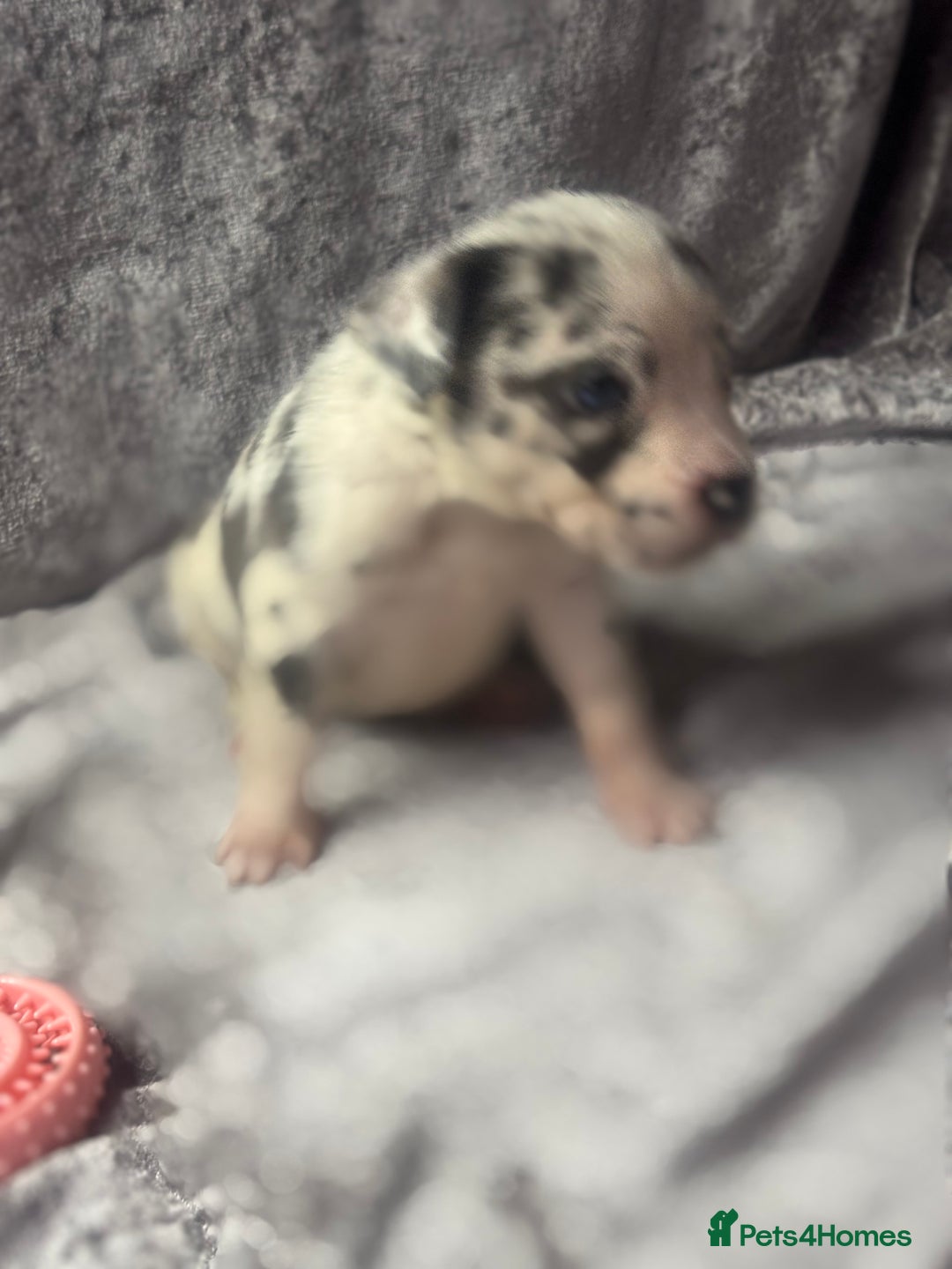 Neapolitan Mastiff dogs for sale: 💙 Neapolitan Mastiff Puppies champion bloodline💙 - Advert 29