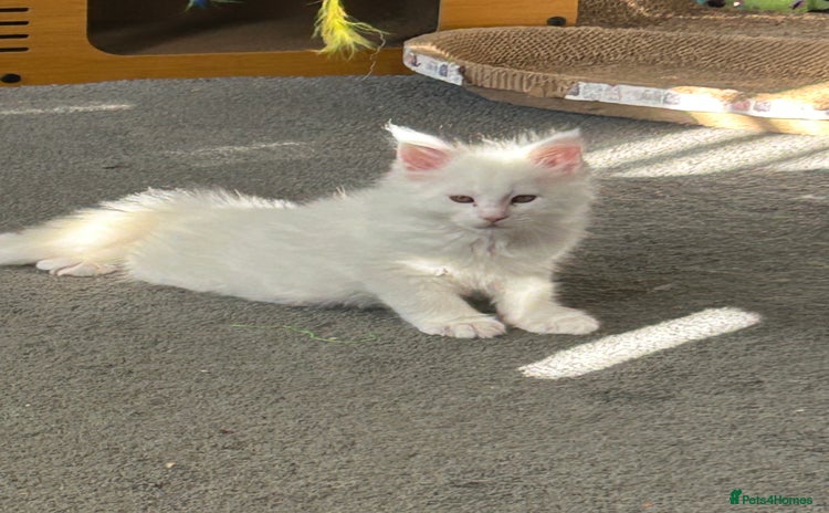 Maine Coon cats - Advert 12