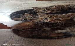 British Shorthair cats for sale: Beautiful tabby kittens - Image 5