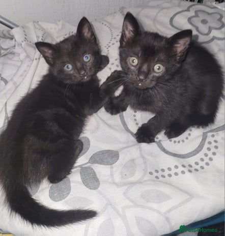 Domestic Shorthair cats - Advert 1