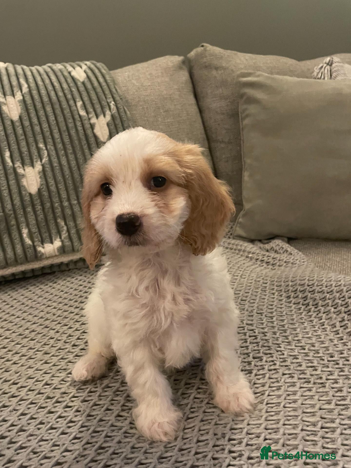 Cockapoo dogs for sale: cockapoo f1 girl puppy - Advert 1