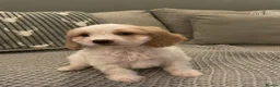 Cockapoo dogs for sale: cockapoo f1 girl puppy - Advert 1