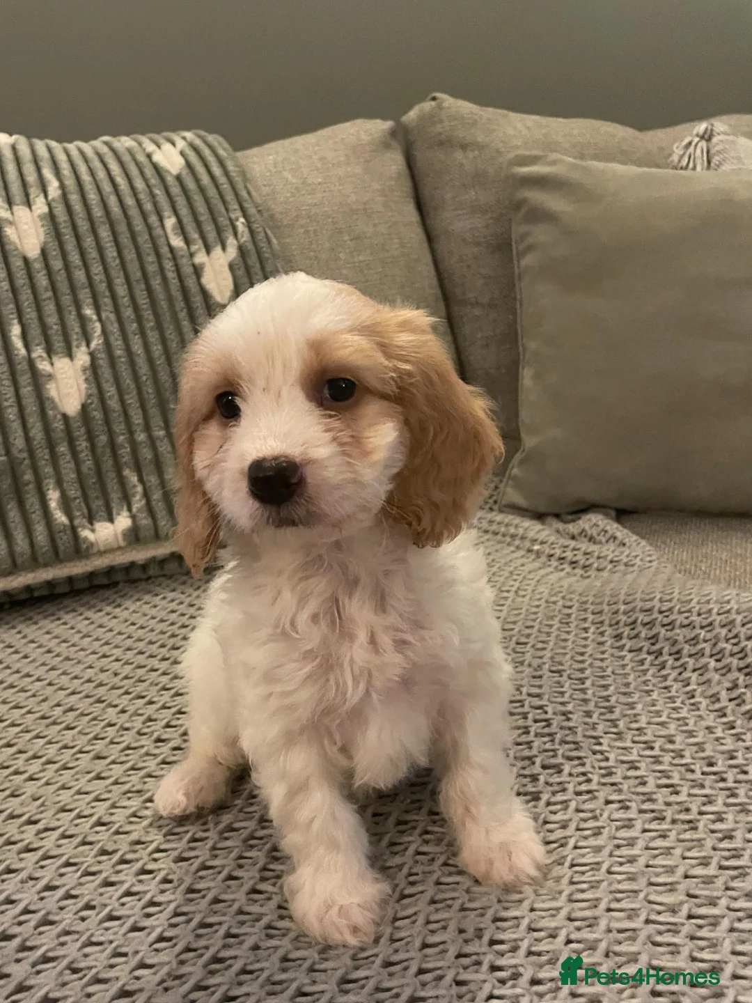 Cockapoo dogs for sale: cockapoo f1 girl puppy - Advert 1