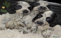 Cocker Spaniel dogs for sale: Exceptional Pedigree Show Type English Cockers  - Image 19