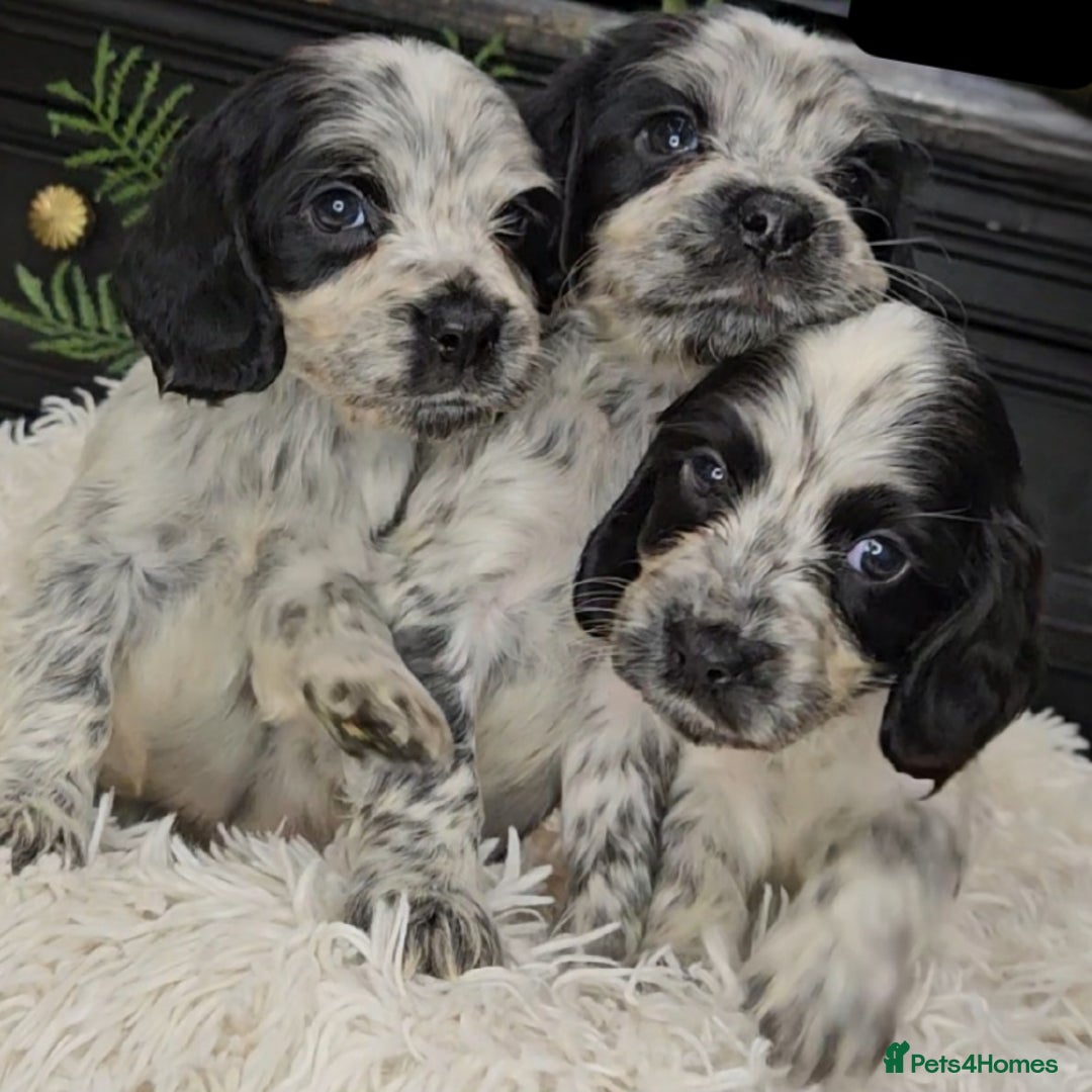Cocker Spaniel dogs for sale: Exceptional Pedigree Show Type English Cockers  - Image 19