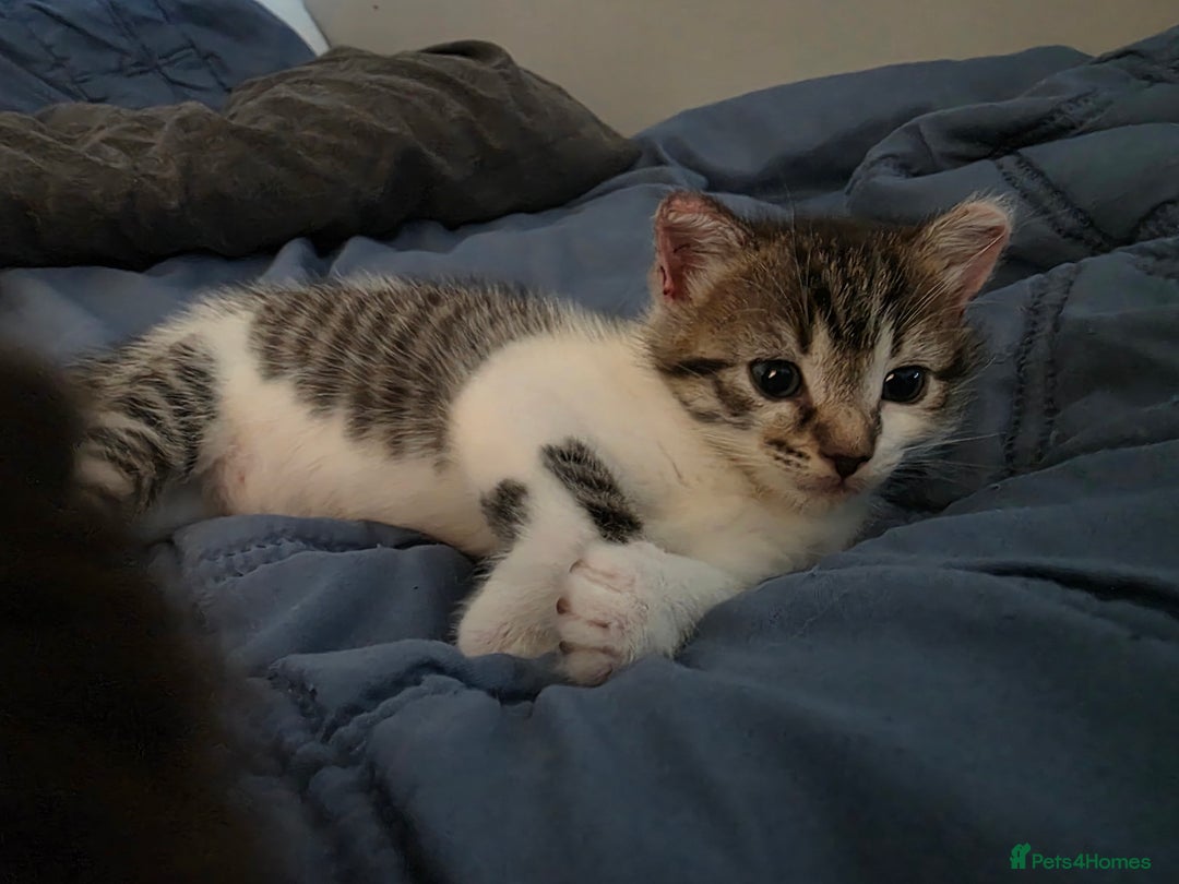 Mixed Breed cats for sale: 3 adorable kittens. Mum is half ragdoll - Advert 8