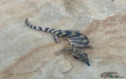 Skink reptiles for sale: Australian Eastern Blue Tongue Skink babies - Image 5