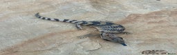 Skink reptiles for sale: Australian Eastern Blue Tongue Skink babies - Advert 5
