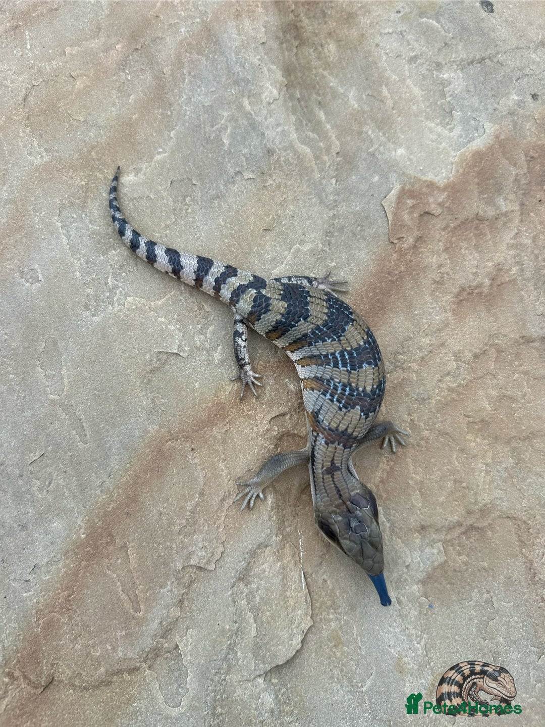 Skink reptiles for sale: Australian Eastern Blue Tongue Skink babies - Image 5